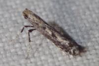 Parornix finitimella