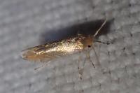 Phyllonorycter messaniella