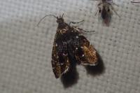 Prochoreutis myllerana