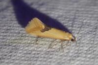 Batia lambdella