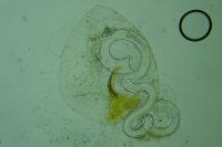Coleophora saturatella