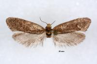 Eriocottis hispanica