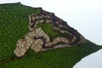 Stigmella salicis