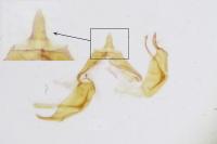 Blastobasis glandulella