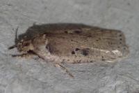 Agonopterix yeatiana