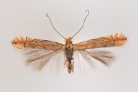 Phyllonorycter messaniella