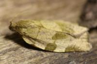 Choristoneura hebenstreitella