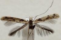 Caloptilia honoratella