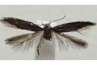 Oxypteryx immaculatella