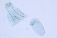 Merrifieldia malacodactyla