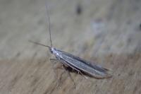Coleophora albicosta