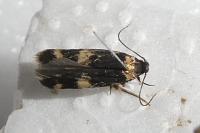 Oegoconia novimundi