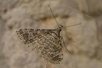 Alucita huebneri