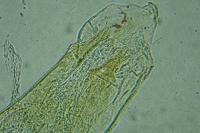 Ectoedemia pubescivora