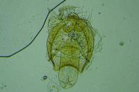Ectoedemia pubescivora