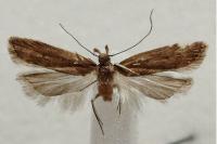 Helcystogramma rufescens