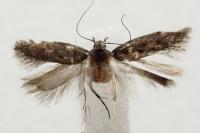 Bryotropha affinis