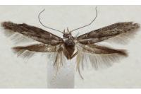 Blastobasis phycidella
