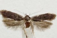 Anacampsis timidella