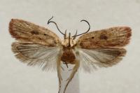 Agonopterix irrorata