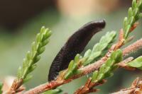 Coleophora pyrrhulipennella