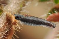 Coleophora pyrrhulipennella