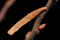 Coleophora milvipennis