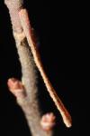 Coleophora milvipennis