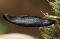 Coleophora pyrrhulipennella