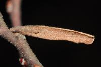 Coleophora milvipennis