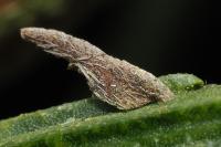 Coleophora calycotomella