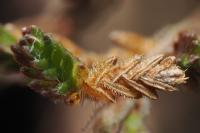 Coleophora juncicolella