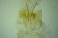 Anarsia bilbainella