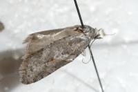 Eana incanana