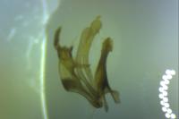 Prolita sexpunctella