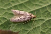 Kasyniana griseosericeella