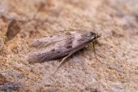 Kasyniana griseosericeella