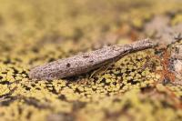 Pleurota gallicella