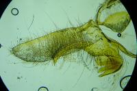 Eana clercana