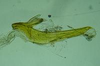 Eana clercana