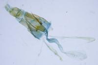 Agdistis tamaricis