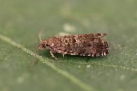 Epinotia nigricana