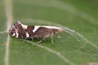 Eidophasia syenitella
