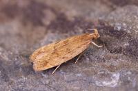 Orophia ferrugella