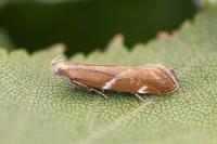 Orophia sordidella