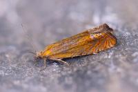 Lathronympha strigana
