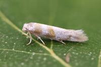 Cedestis gysseleniella