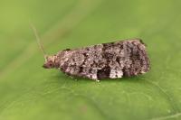 Dichelia histrionana