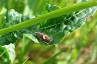 Grapholita lunulana/orobana