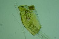 Metzneria hilarella